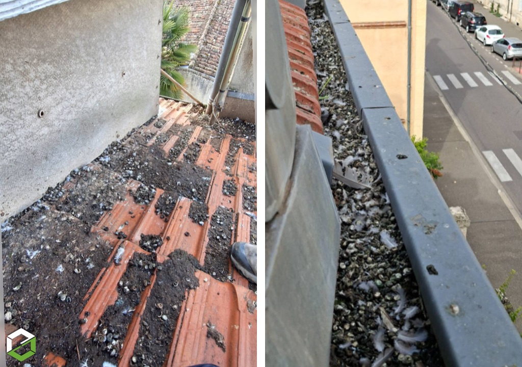 Ets MC Nuisibles : Pigeons et gouttières obstruées : procéder au nettoyage
